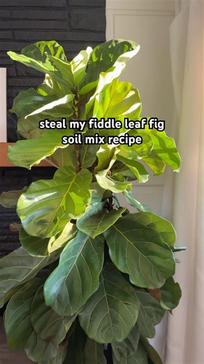 fiddle leaf fig soil mix recipe 🌱 #plants #ihavethisthingwithplants #plantcare