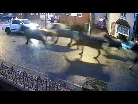 Wild moment herd of runaway horses gallop through quiet village | SWNS