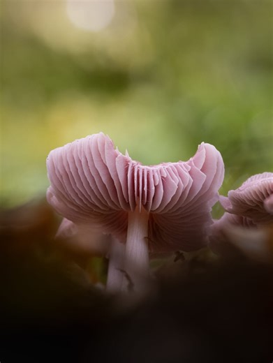 The first few finds of another very successful day of mushroom photography! If you like these videos, I'm now back to uploading weekly longer videos on my YouTube 😁 Photos taken with OM SYSTEM OM1 Mk II OM SYSTEM 90mm f3.5 MACRO OM SYSTEM 12-100mm f4 Pro Natural Light Focus Stacked using Helicon Focus | redal.uk