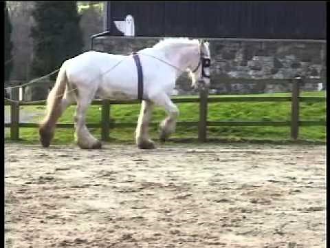 THE WORKING SHIRE HORSE