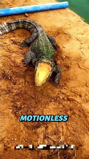 “Unbelievable Fight: Man vs. Crocodile on the Riverbank” #wildlife