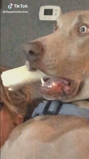 Really Scared Dog MEME 🐶 Funny & Angry Dog VIDEO I Found on TikTok funny animals #shorts