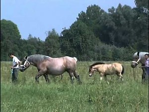 Les chevaux de traits - Le trait du Nord