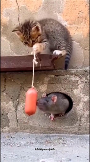 smart kitty 🤣 #funny #cat #shorts
