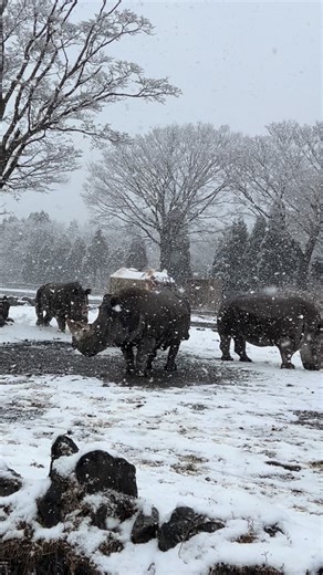 #富士サファリパーク #fujisafaripark #動物 #シロサイ #雪 | 富士サファリパーク