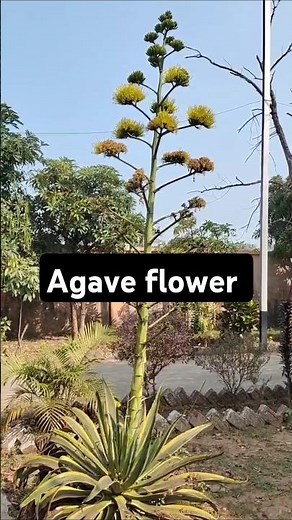 have you ever seen Agave flower?