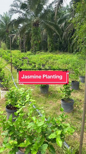 Jasmine Planting Process at Taman Paduka Kuala Selangor