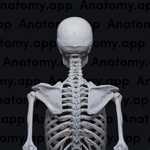 2K views | Anatomy.app is the #1 choice for anatomy mastery! Explore the body with stunning 3D visuals, top-tier resources, and intuitive quizzes. Trusted by experts and students worldwide, this is the ultimate tool for achieving your anatomy goals. Join today—your best learning experience starts now! | Anatomy.app | Facebook