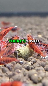 4 food types crucial for shrimp health, let's break down why each is vital for your shrimp's success, including the role food plays in egg production and calcium for healthy molts. ▶️ Watch the FULL video ▶️ https://youtu.be/B_F-AhVMcH4?si=18xU_LBmEDFwBwAx Other Helpful Links: 👨‍👩‍👧‍👦 Unlock exclusive content & perks — Join the Aquarium Club! Join here 👉 https://www.youtube.com/channel/UCwqXcfzaWIkNPtvlYuLb1Dg/join 👾 Join our Flip Fam on Discord — chat, learn, and connect with our communit