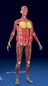 Every Layer Has a Secret | Female Anatomy Reveal 💡 - - - - 🔍 Ever wondered what really fills the space beneath the skin? In this 3D female anatomy breakdown, each layer is peeled away in front of you: muscles slide aside, the rib cage opens, and the heart, lungs, liver, stomach, intestines, kidneys, uterus and ovaries appear exactly where they live inside a real body. The adult body contains over 600 muscles and around 100,000 km of blood vessels, and in women the uterus can grow from the size