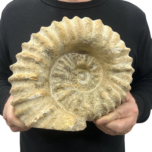 Large Real Fossilized Authentic Ammonite Cut Base 10” 16.95 Lbs | Home or Office Décor - Etsy
