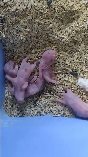 Cute hamster babies