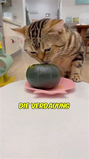 Überraschende Lebensmittel, die Ihre Katze tatsächlich essen kann #Katzenliebhaber #Fakten #interessant #Katze #Futter #Haustier | Hejdine