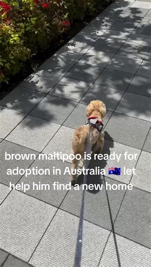 #aussiepets #dogsofaustralia #petstockaustralia #petsoftiktok #australiancattledog