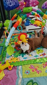 15K views · 508 reactions | Joy of young life #worldofbullcraft #dogplayground #toy #englishbulldog #englischebulldogge #toycollector #funtimes #bulldog #EnglishBulldog #puppyplayground #bulldogs #dogtoys | World of Bullcraft | Facebook