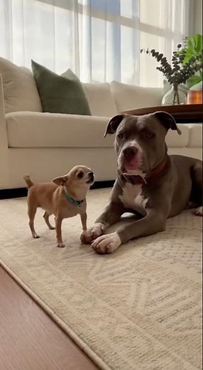 Tiny Chihuahua vs Big Pitbull 😂 | Cutest Dog Moment Ever!