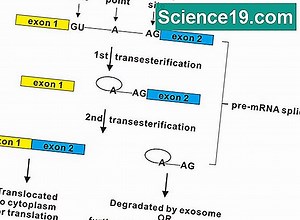 İntron: RNA Eklemede Tanım, İşlev ve Önem 💫 Bilimsel Ve Popüler Multimedya Portalı. 2025