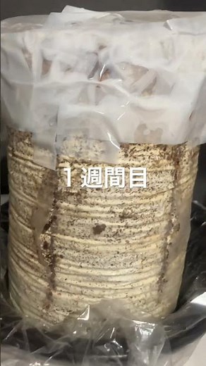 キクラゲ１週間目