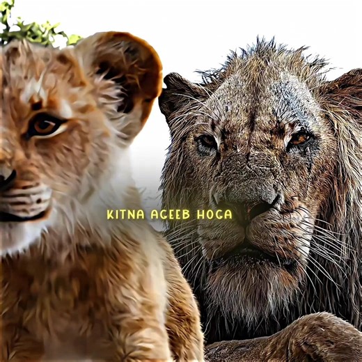 The Lion King 💥🥵 | Simba & Scar | Vishal Editz #simba #scar #mufasa #shortsfeed #shorts