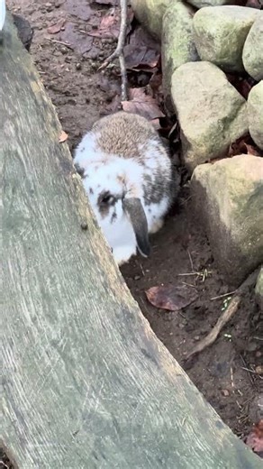 White & Grey Bunnies Just Hanging Out 🐰🐰