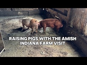 Raising Pigs with the Amish: Indiana Farm Visit