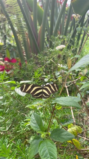 🦋 The Zebra Longwing butterfly Heliconius charithonia SLOW MOTION 🦋#butterfly #zebra #slowmotion