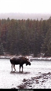Bull Moose Exits Maligne Lake After Courting During Rut ► Tour Canada's Rockies! https://www.tourcanadianrockies.com #mooserut #moose #bullmoose | Wildlife On Video
