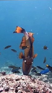 What fish doing 😁 #reels #OMG #underwater #fyp #animal #fishing #ocean #fish #foryou | Animal Life