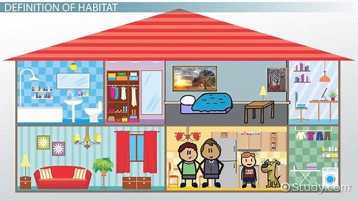 Habitat | Definition & Examples