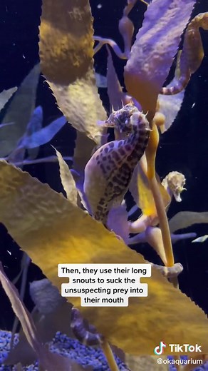 Seahorse Feeding Habits Explained