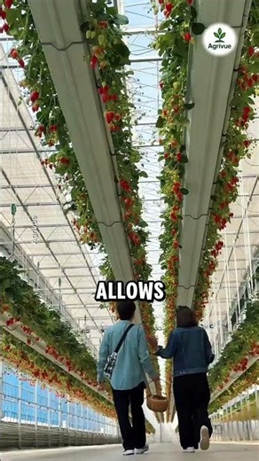 A Farm Full of Hanging Strawberries.
