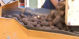 Potato farm pulls this year’s crop