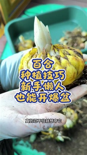 百合种植技巧，新手懒人都能驾驭#绿植花卉养殖技巧 #创作者中心 #创作灵感 #百合 #百合花