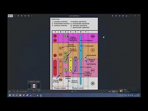 Neuro-Anatomy - Systematization of the gray matter of the T.C.