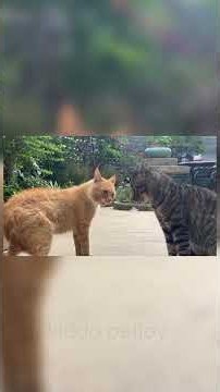 😹🐱 Two Cats Talking to Each Other?! This Is Too Cute! 😂