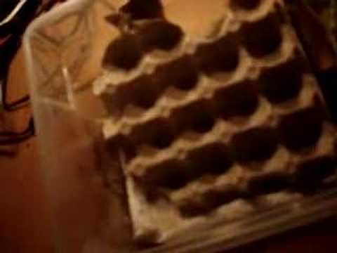 How To Make Your Own Cricket Keeper