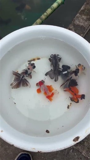 Butterfly tailed goldfish of various colors! #goldfish #koi #fish