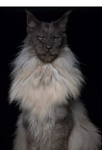 Maine Coon Kittens Available for Adoption