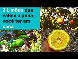 Vale a pena conhecer e plantar esses 3 Incríveis Limões: Limão- Cravo| Taiti (Tahite)|Limão-boi.