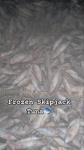 20K views · 204 reactions | Frozen Skipjack Tuna Purse Seiner Fishing @ South Pacific Ocean #jjrendonjumuad #followerseveryone #fbviralpost #highlighteveryone #mananagat #highlight #mangingisda #fishing #tunafishing #tunafish #fish #fisherman #fishinglife | JJ Rendon Jumuad | Facebook