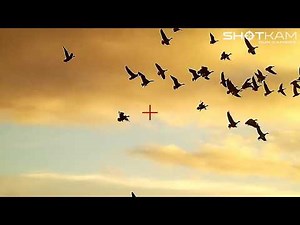 Bird Hunting - Goose, Pheasant and Quail - by ShotKam