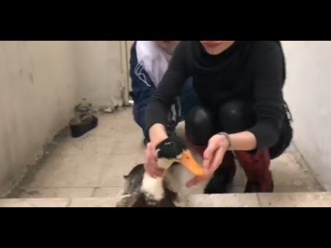 Woman Slaughter Animal | Woman Butcher