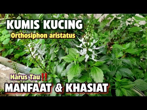 BENEFITS OF CAT WHISERS ‼️ Orthosiphon aristatus #catwhiskers #orthosiphonaristatus #orthosiphon