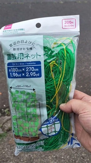 畑が遠いので「つるありインゲン」をコンテナで育ててみます