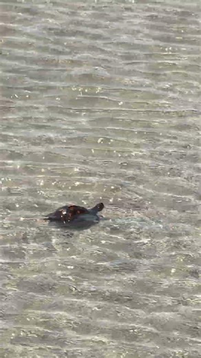 Box Turtle swimming at an inlet #carolina #boxturtle #wildlife #adventure #beach