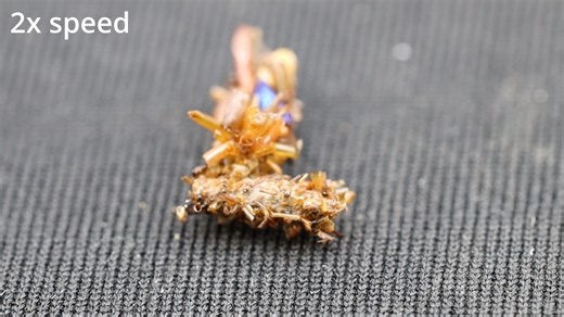 This camouflaged critter wears severed insect body parts like a coat