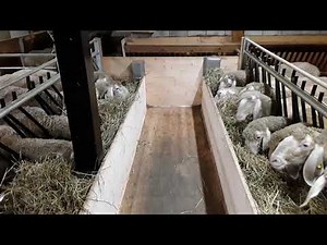 Blick in den Schafstall