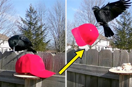 This man is going viral for teaching crows how to attack MAGA hats