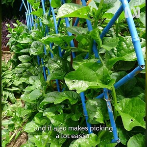 311K views · 6.8K reactions | Here's four fascinating plants that suit warmer climates — watermelon, Chinese potatoes, sesame and Ceylon spinach....  | Gardening Australia | Facebook