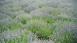 How to Increase Lavender Blooms